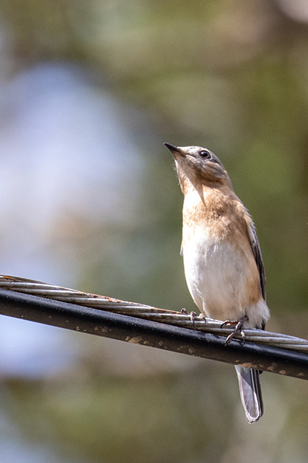 Mockingbird