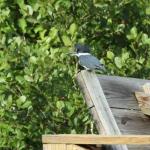 Male belted kingfisher surveying cove at Lake Burton