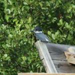 Male belted kingfisher surveying cove at Lake Burton
