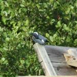 Male belted kingfisher preens at Lake Burton