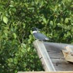 Male belted kingfisher surveying cove at Lake Burton