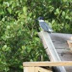 Male belted kingfisher surveying cove at Lake Burton