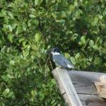 Male belted kingfisher surveying cove at Lake Burton