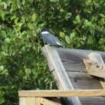 Male belted kingfisher surveying cove at Lake Burton