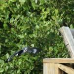 Male belted kingfisher takes flight at Lake Burton