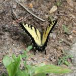 Eastern Tiger Swallowtail butterfly