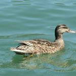 Pintail duck