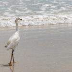 Snowy egret on beach at New Smyrna Beach
