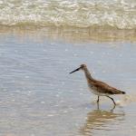 Willet on beach at New Smyrna Beach