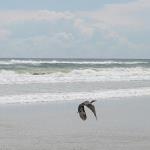 Little blue heron takes flight fron beach at New Smyrna Beach