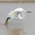 Snowy egret takes flight from beach at New Smyrna Beach