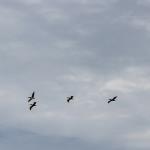 Formation of pelicans at New Smyrna Beach