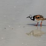 Ruddy turnstone on beach at New Smyrna Beach
