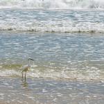 Snowy egret oblivious to large waves heading his way at New Smyrna Beach