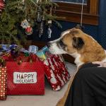 Molly on Christmas Day 2019