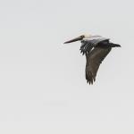 Brown pelican