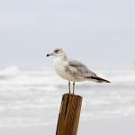 Ring-billed gull