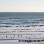 Gathering of shore birds at Port Orange