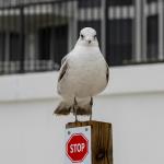 Stop calling me a pigeon; I am a ring-billed gull