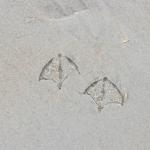 Bird tracks in the sand