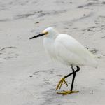 Snowy egret on the move