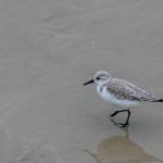 Sanderling