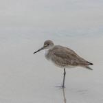 Sanderling