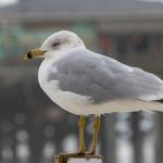 Ring-billed gull