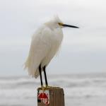 Snowy egret