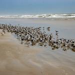 Gathering of gulls and other shore birds