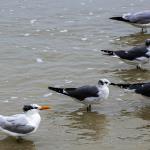 Royal tern (orange bill) with three laughing gulls in background