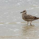 Young ring-billed gull (first winter)