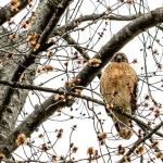 Red-shouldered hawk perched in tree across the street from our house