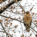 Red-shouldered hawk perched in tree across the street from our house