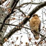 Red-shouldered hawk perched in tree across the street from our house