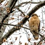 Red-shouldered hawk perched in tree across the street from our house