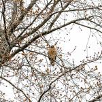 Red-shouldered hawk perched in tree across the street from our house