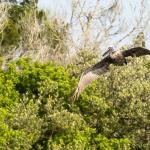 Brown pelican in flight