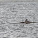 Dolphin with baby in Indian River Lagoon