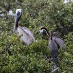 Pelicans on nesting island in Indian River Lagoon