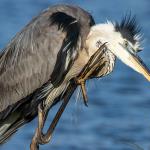 Great blue heron
Chain of Lakes Park, Titusville, FL