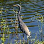 Louisiana heron
Chain of Lakes Park, Titusville, FL