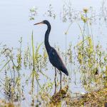 Louisiana heron
Chain of Lakes Park, Titusville, FL