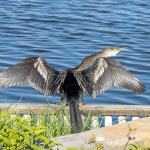 Anhinga
Chain of Lakes Park, Titusville, FL
