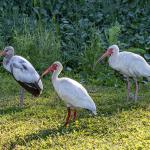 White Ibis
Chain of Lakes Park, Titusville, FL