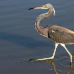 Louisiana heron
Chain of Lakes Park, Titusville, FL