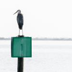 Great blue heron
Indian River, Titusville, FL