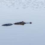 Alligator
Chain of Lakes Park, Titusville, FL