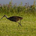 Limpkin
Chain of Lakes Park, Titusville, FL