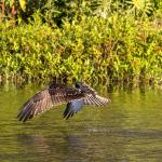 Osprey
Chain of Lakes Park, Titusville, FL
